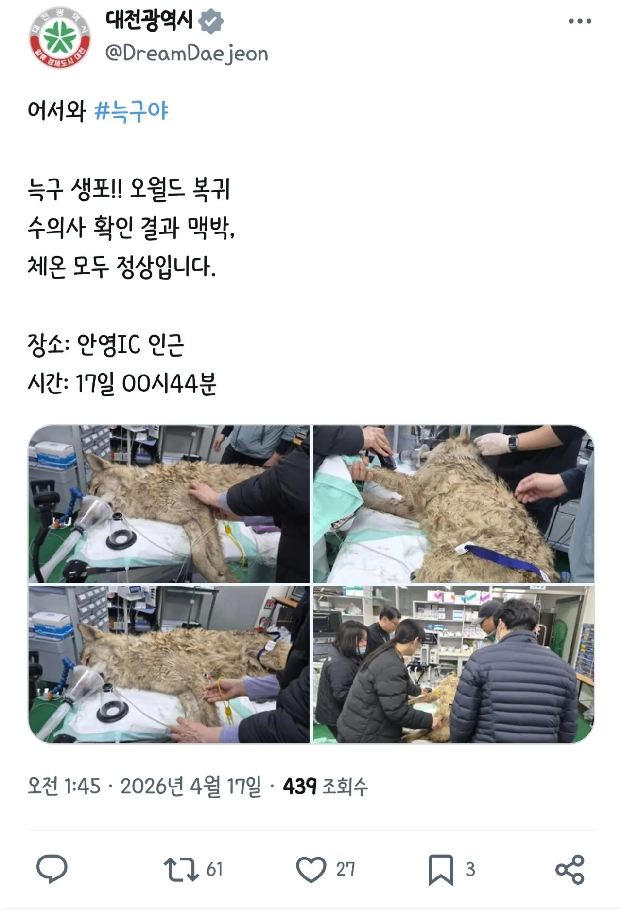 오월드 탈출 늑대 늑구 결국 잡혔네요 ㅋㅋ